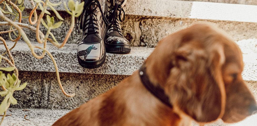 Abbildung von DOGO-Schuhen mit Hundemotiv und einem Hund